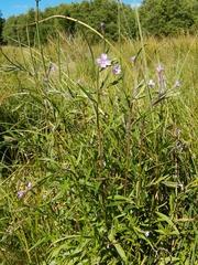 Epilobium roseum