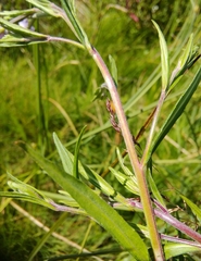 Epilobium roseum