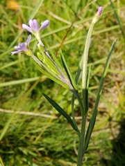 Epilobium roseum