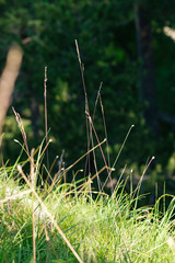 Festuca amethystina