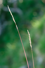 Festuca amethystina