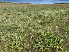 Lupinus densiflorus densiflorus
