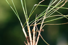 Festuca amethystina