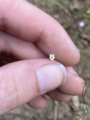 Linanthus harknessii