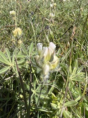 Lupinus densiflorus densiflorus