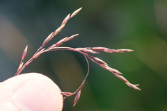 Festuca amethystina