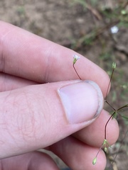 Linanthus harknessii