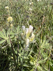 Lupinus densiflorus densiflorus