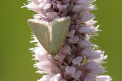 Udea austriacalis