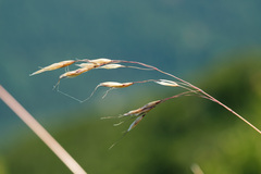 Helictotrichon parlatorei