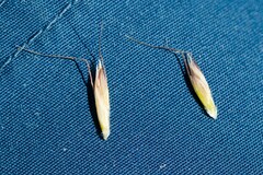 Helictotrichon parlatorei