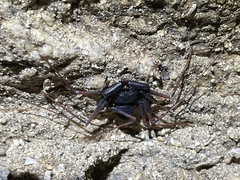 Paraphrynus carolynae