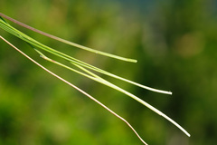 Helictotrichon parlatorei