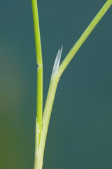 Helictotrichon parlatorei