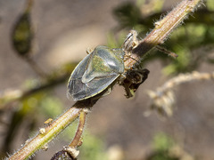 Piezodorus punctipes
