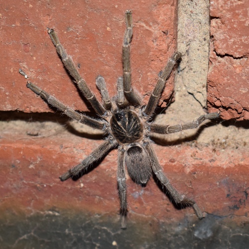 Photo of Malvern Baboon Spider (Harpactira curator)