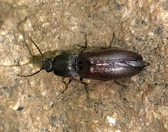 Acteniceromorphus spinosus