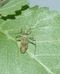 Phytocoris longipennis