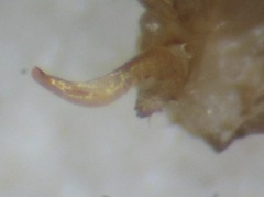 Phytocoris longipennis