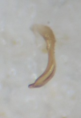 Phytocoris longipennis