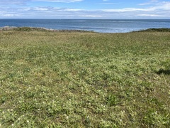 Lupinus densiflorus densiflorus