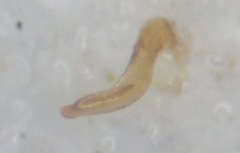 Phytocoris longipennis