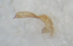 Phytocoris longipennis