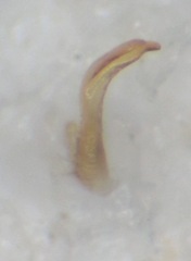 Phytocoris longipennis