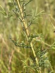 Dalea compacta pubescens
