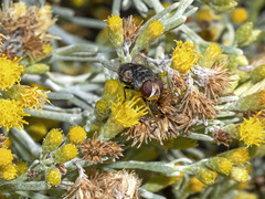 Miltogramma aurifrons