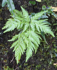 Loxsoma cunninghamii