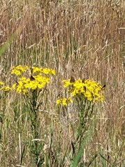 Jacobaea vulgaris
