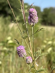 Dalea compacta pubescens