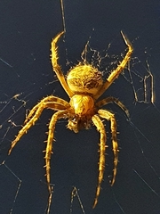 Larinioides sclopetarius