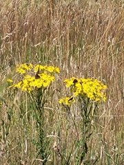 Jacobaea vulgaris