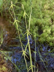 Carex collinsii