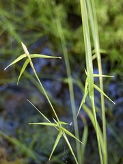 Carex collinsii