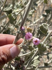 Malacothamnus arcuatus