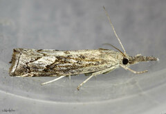 Neodactria caliginosellus