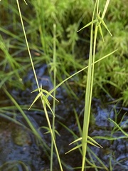 Carex collinsii
