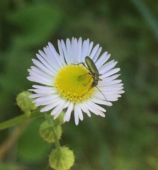 Chrysanthia geniculata