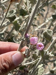 Malacothamnus arcuatus