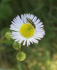 Chrysanthia geniculata