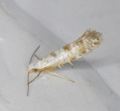 Argyresthia thuiella
