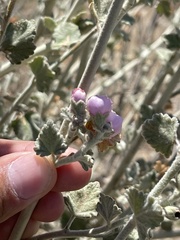 Malacothamnus arcuatus