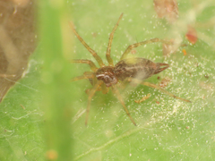 Allagelena gracilens