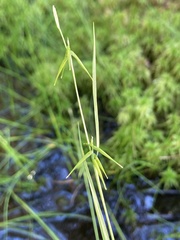 Carex collinsii