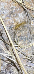 Scutigera linceci