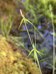 Carex collinsii