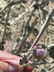 Malacothamnus arcuatus